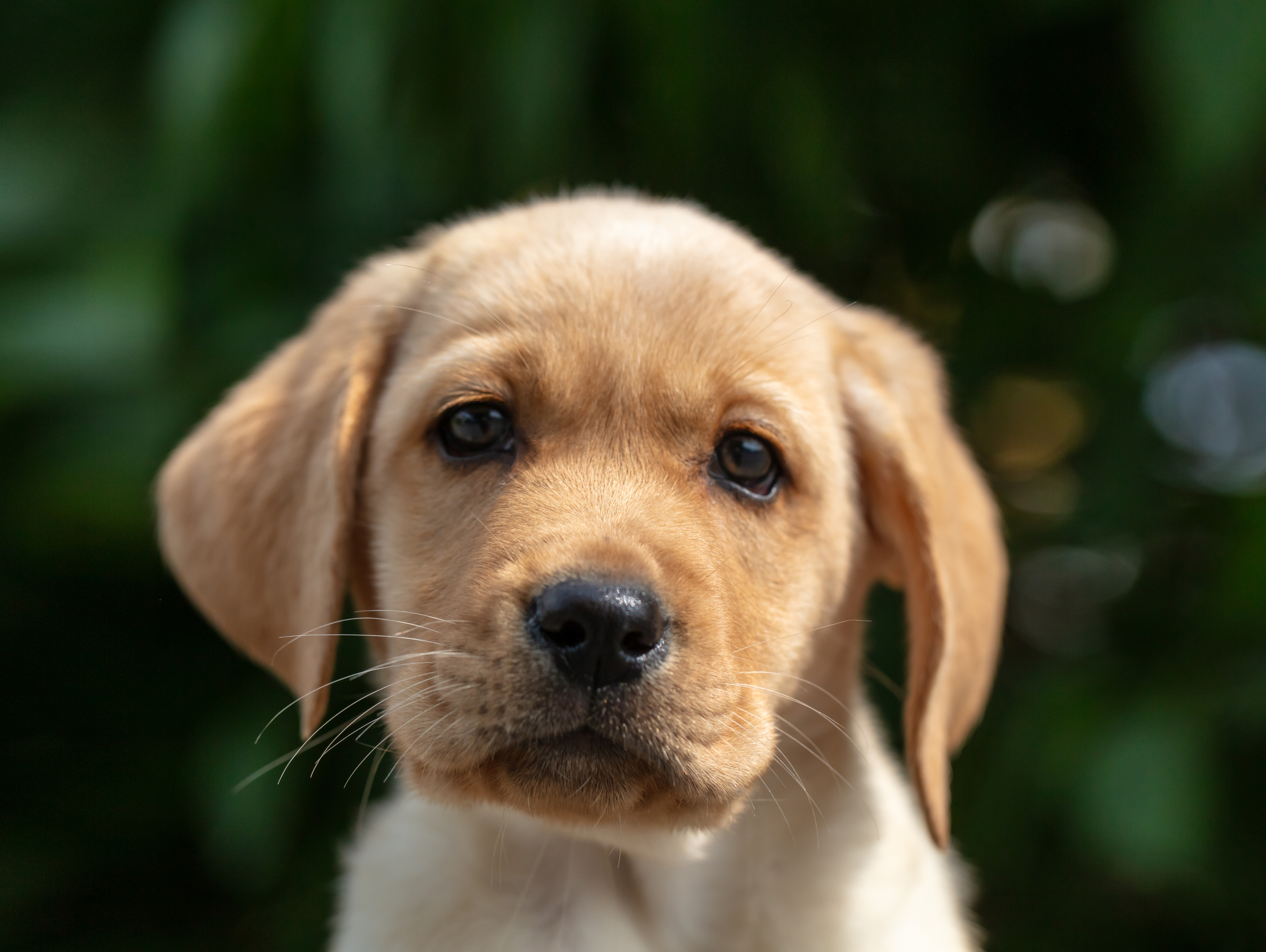 Nærbilde av en lys labradorvalp som ser rett inn i kameraet. Bakgrunnen er grønn av utydelige busker og blader fra trær.